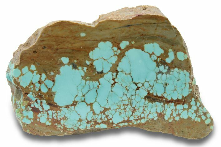 Polished Turquoise Slab - Number Mine, Carlin, NV #248341